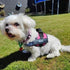 Fur Baby Friend™ Personalized No-Pull Dog Harness