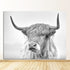 Wild Highland Cow Canvas Jay Canvas