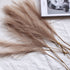 Fluffy Pampas Grass 55cm - Decorative Dried Flowers Pampas Grass