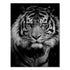 Wild Animal Canvas - Black & White Shades Tiger Canvas