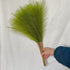 Fluffy Pampas Grass 55cm - Decorative Dried Flowers Cloud Green Pampas Grass