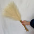 Fluffy Pampas Grass 55cm - Decorative Dried Flowers Beige Pampas Grass