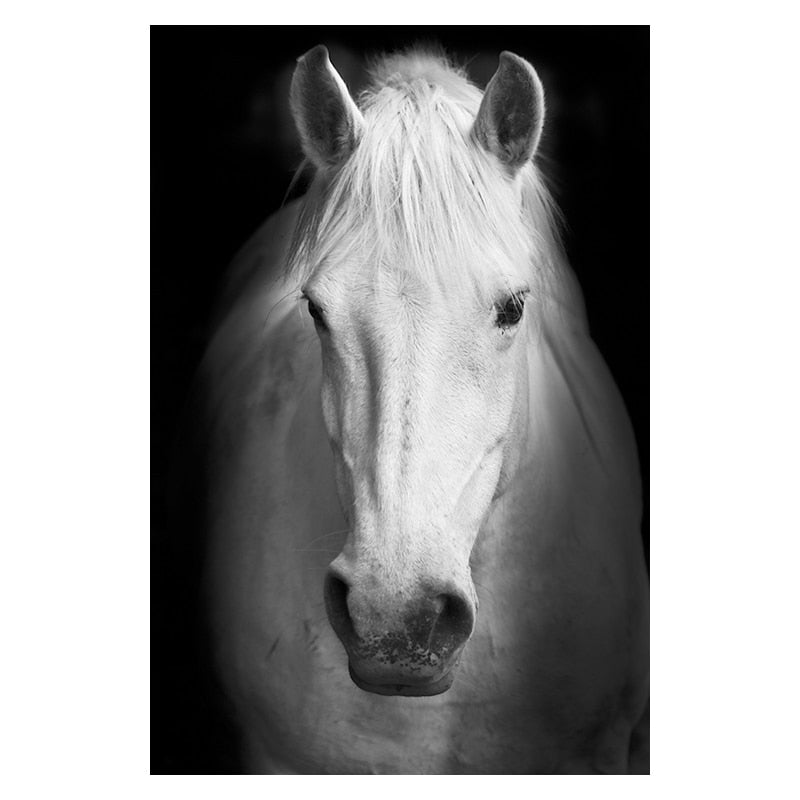 Wild Animal Canvas - Black & White Shades White Horse Canvas