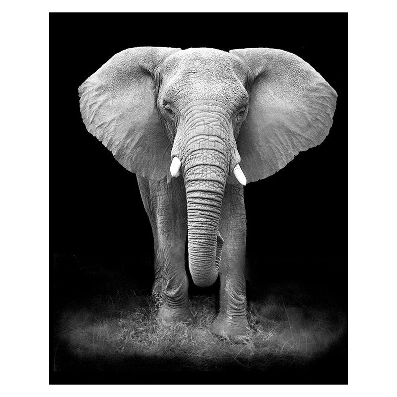 Wild Animal Canvas - Black & White Shades Elephant I Canvas